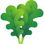 Arugula