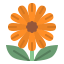 Calendula