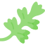 Chervil