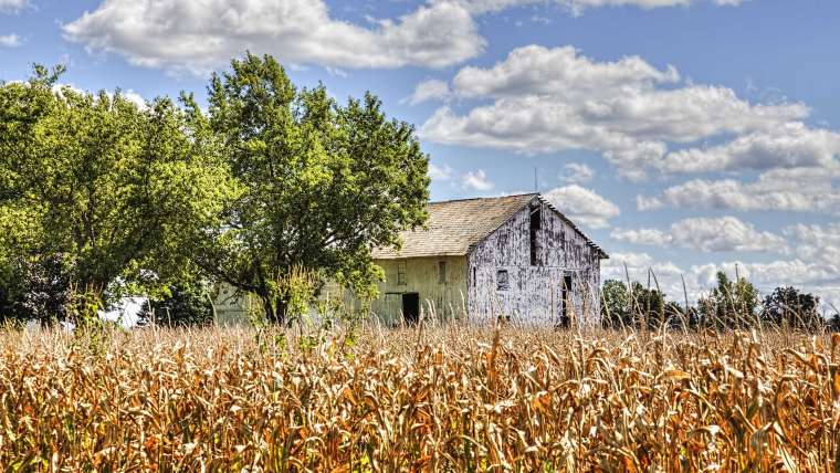 Gardening in USDA Zone 6: Best Plants to Grow in Your Garden