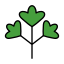Lovage