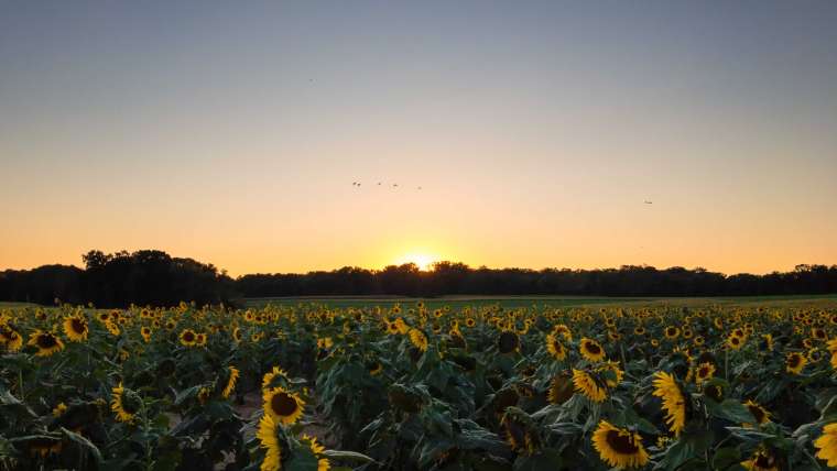 Maryland Planting Zones: Map of MD Growing Zones