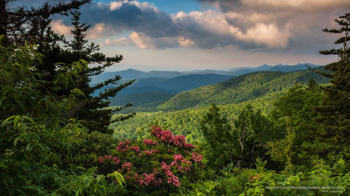 North Carolina Planting Zones: Map of NC Growing Zones