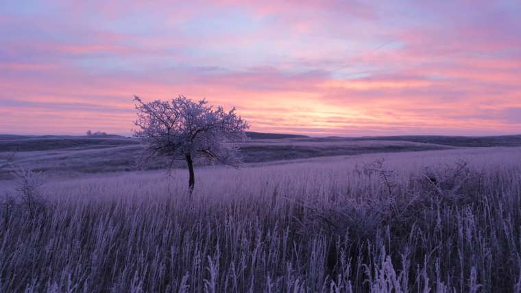 North Dakota Planting Zones: Map of ND Growing Zones