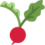 Radish Greens