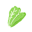 Romaine Lettuce