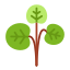 Watercress