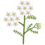Milk thistle
