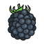Blackberries