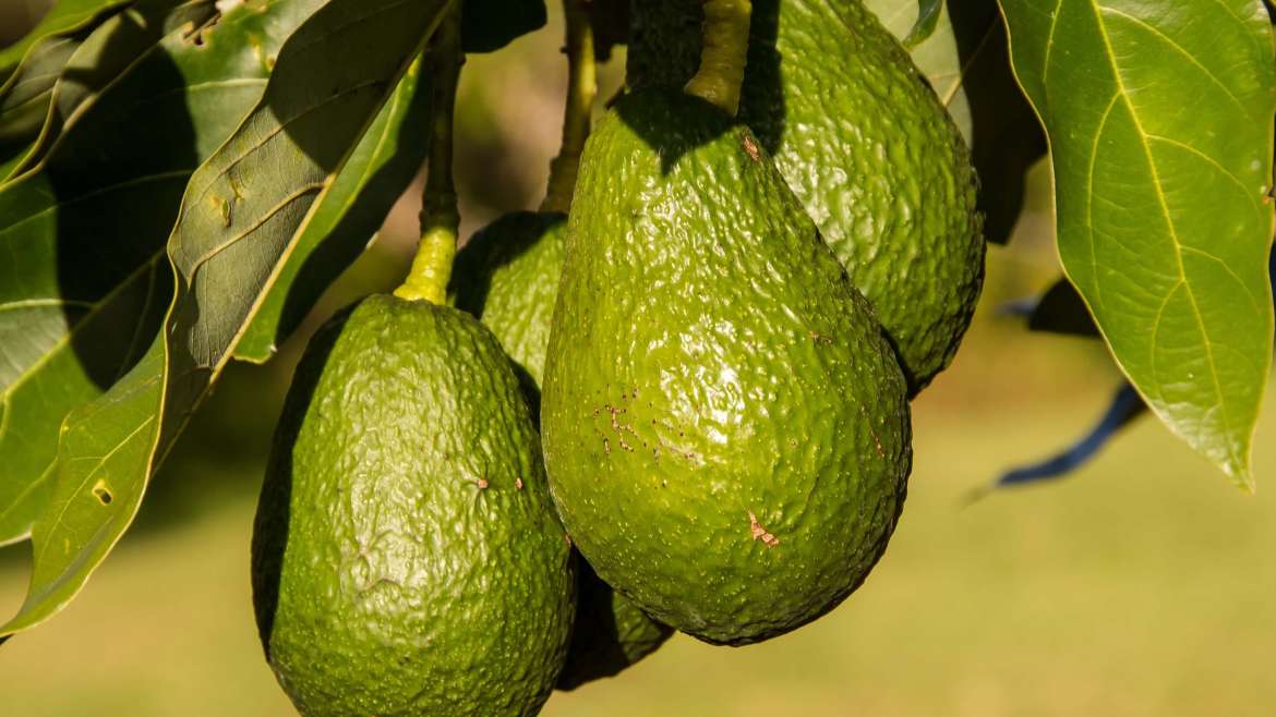 Growing Avocados: How to Plant, Grow, and Harvest Avocados