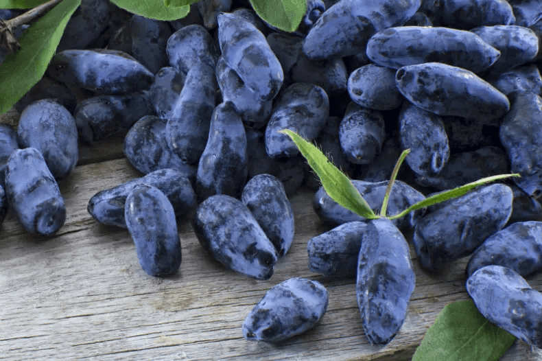 Growing honeyberries