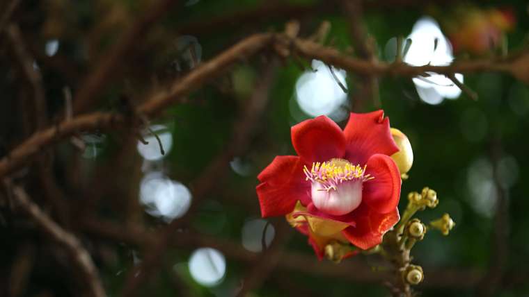 How to Plant, Grow, and Harvest Brazil Nut Trees