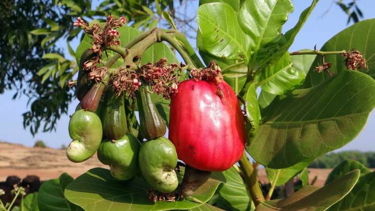 Growing Cashews: How to Plant, Grow, and Harvest Cashews