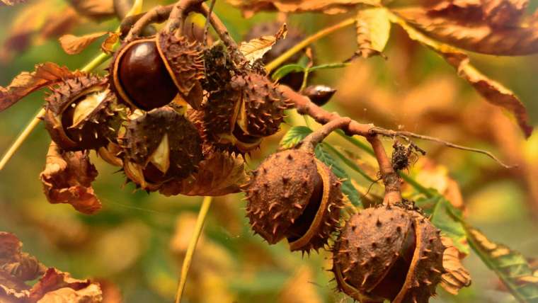 Growing Chestnuts: How to Plant and Grow Chestnuts