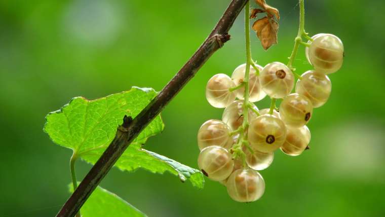 Growing Currants: How to Plant, Grow, and Harvest Currants