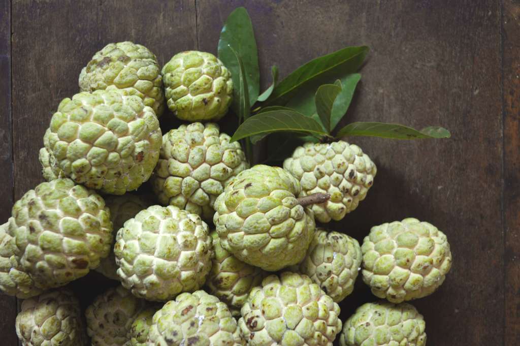 Growing Custard Apples