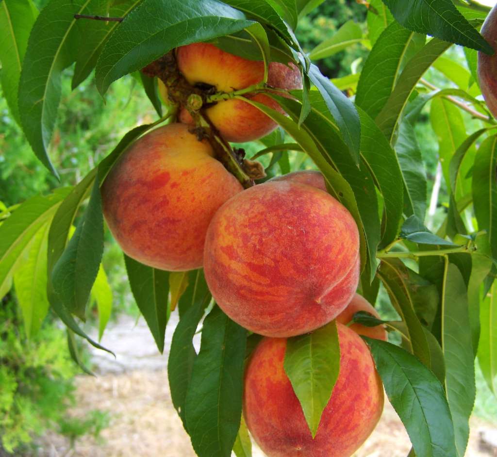 Growing peach trees