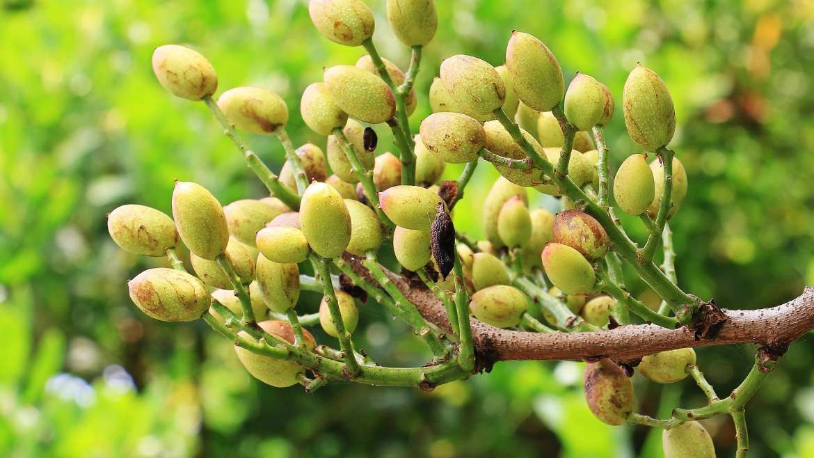 Growing Pistachios: How to Plant and Grow Pistachios