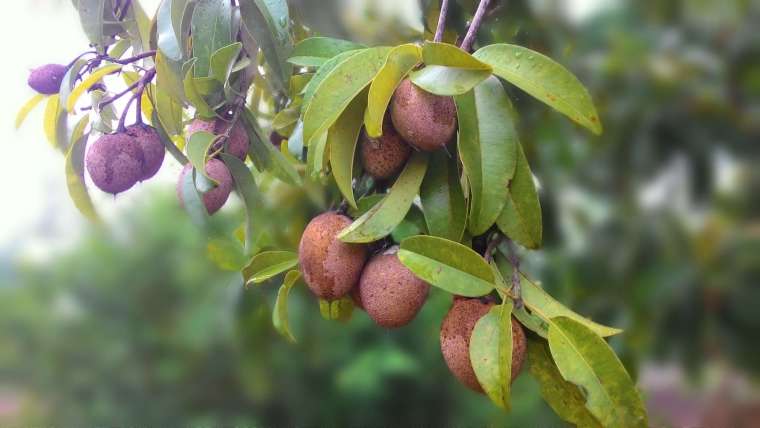 Planting and Growing Sapote: The Ultimate Guide