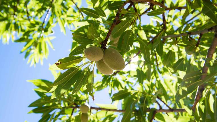 Growing Almonds: How to Plant, Grow, and Harvest Almonds