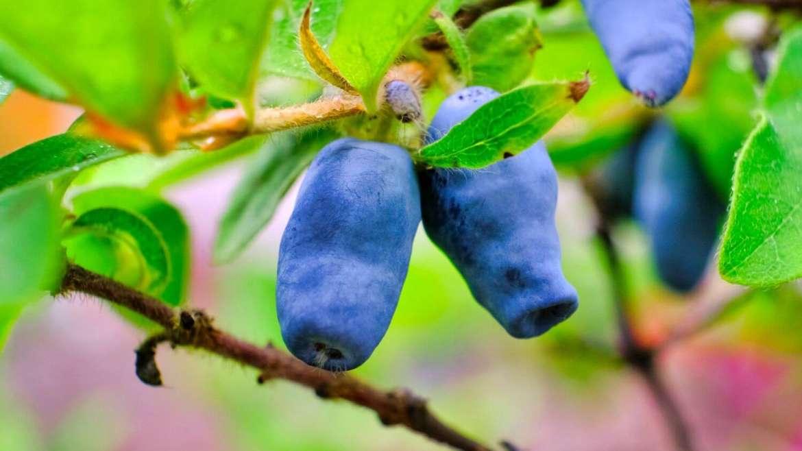 How to Plant, Grow, and Harvest Honeyberries