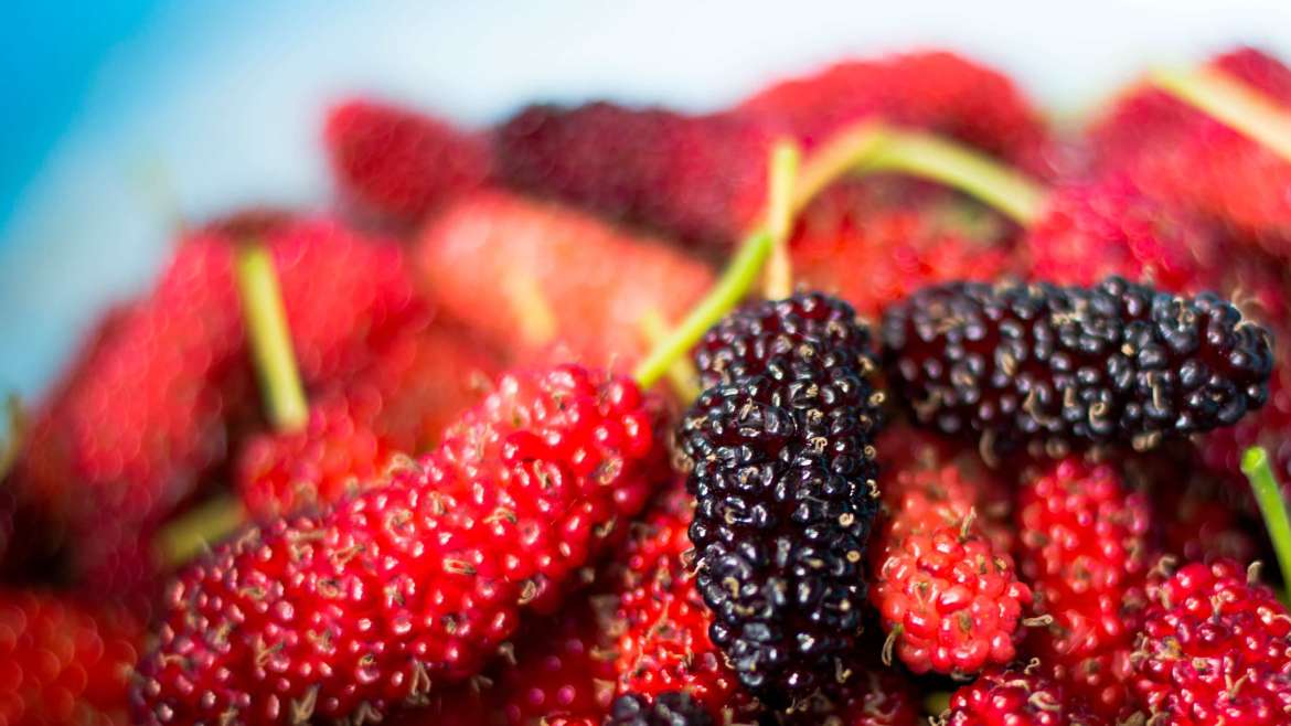 Growing Mulberries at Home: Step-by-Step Planting Tips