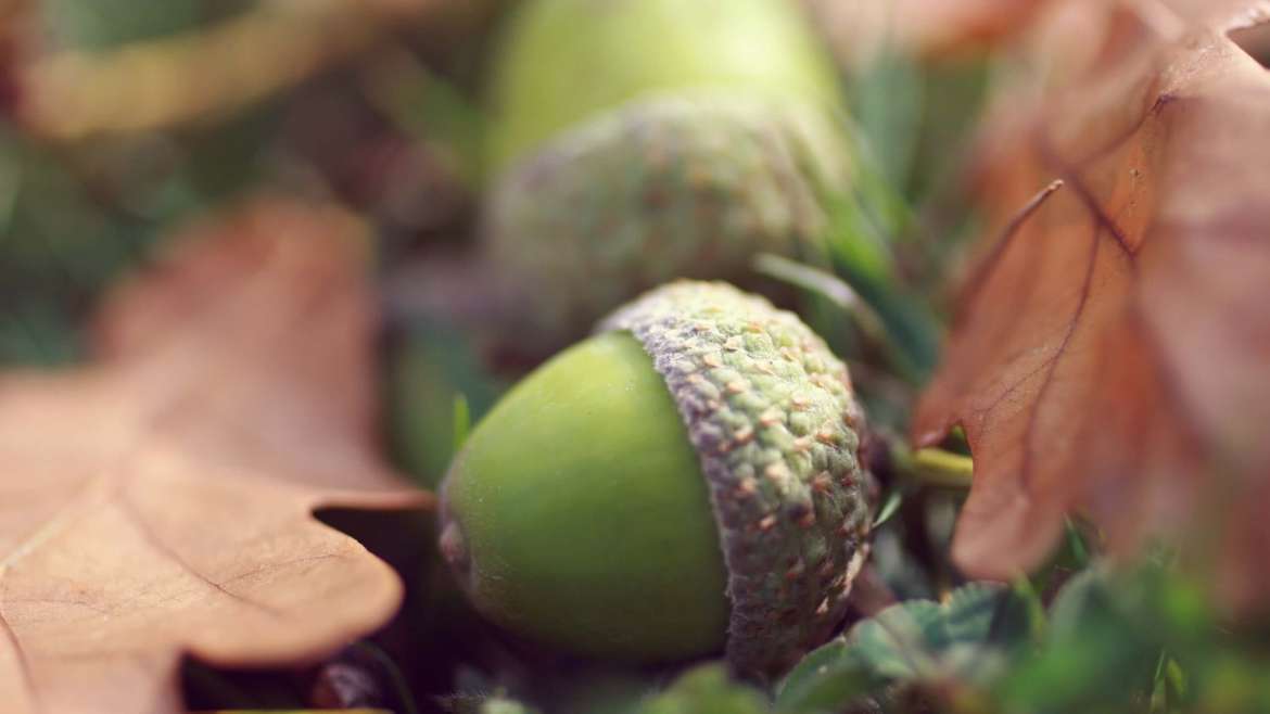 Growing Acorns: How to Plant and Grow Oak Trees