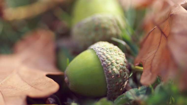 Growing Acorns: How to Plant and Grow Oak Trees