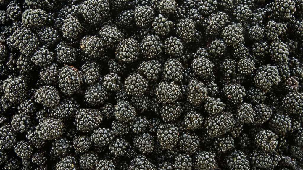 How to grow Blackberries