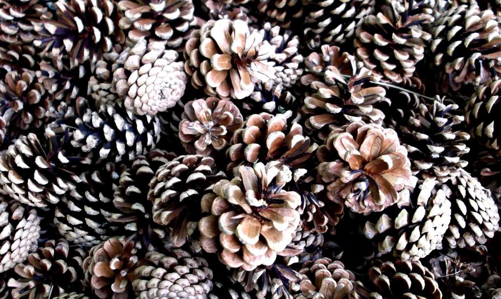 Pine cones