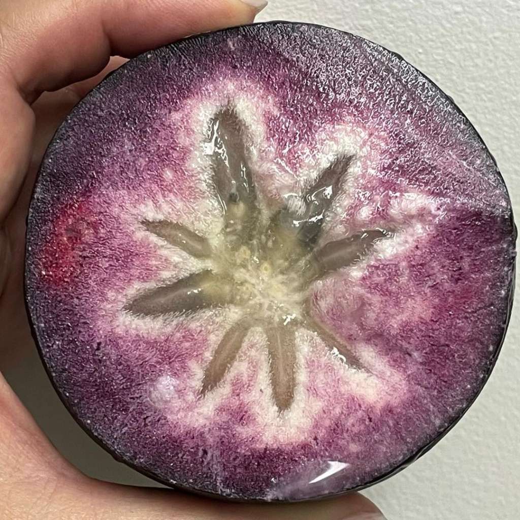 Growing star apple trees