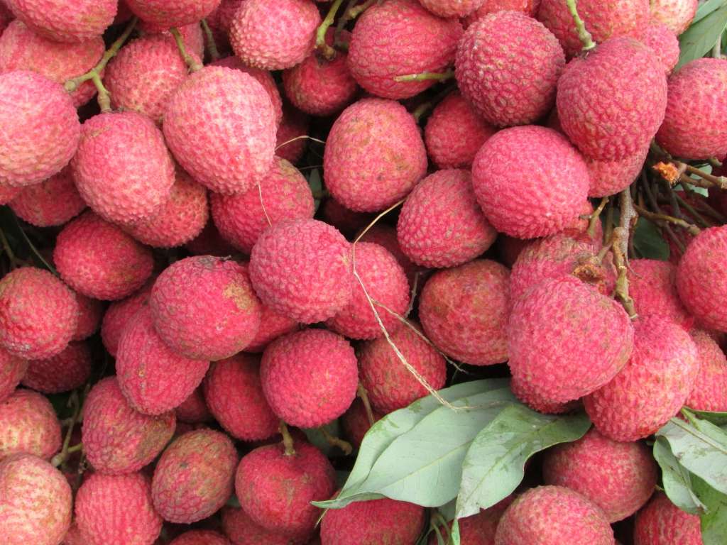 Growing Lychee trees