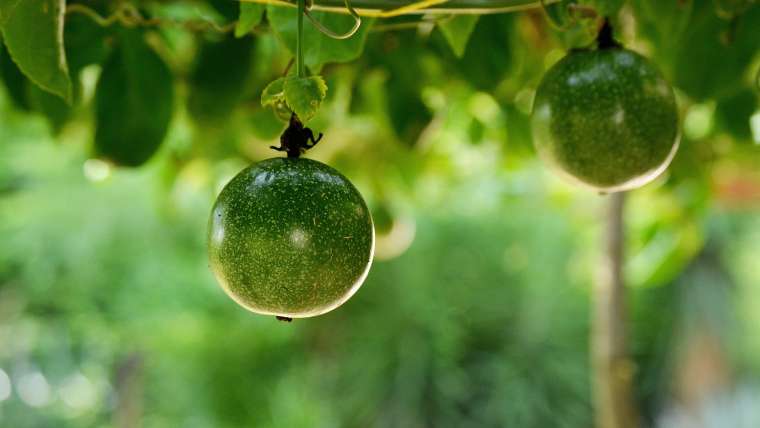 How to Plant, Grow, and Care for Passion Fruits