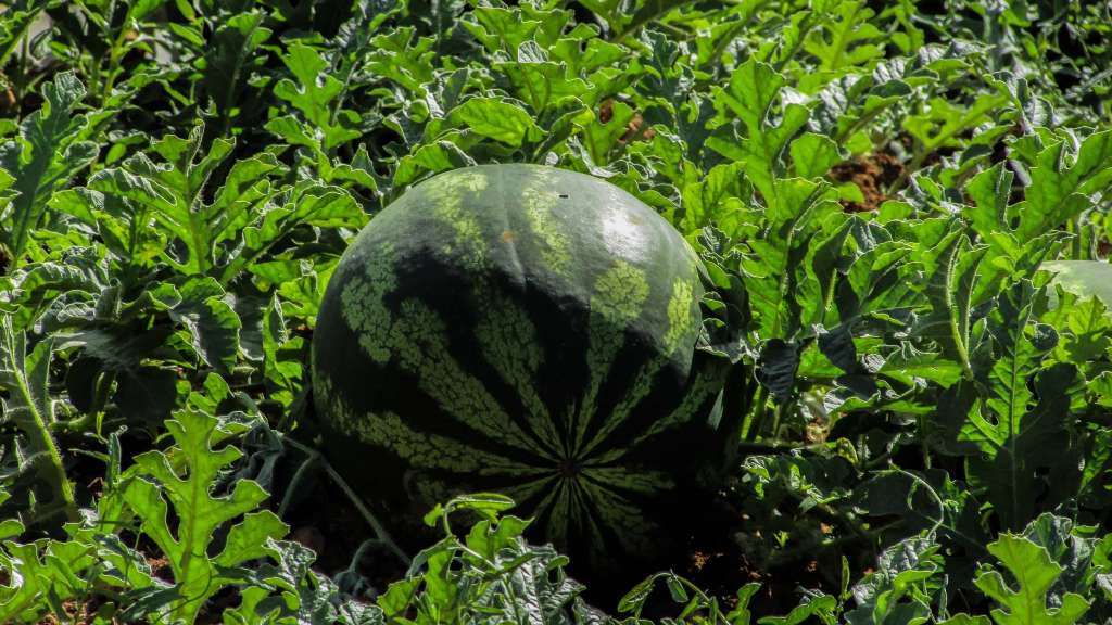 How to grow watermelons