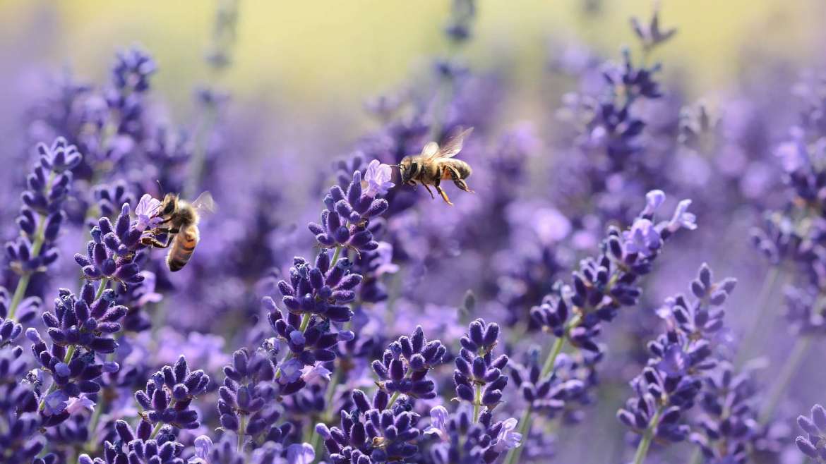 10 Best Flowers to Plant for Bees