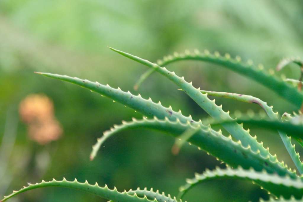 Best Medicinal Plants to Grow at Home