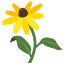 Black-Eyed Susan