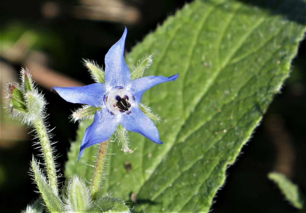 Borage 