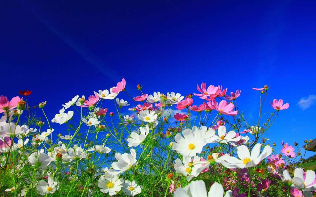Cosmos 
