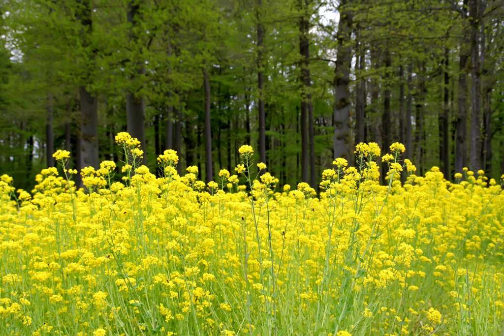 Dill 