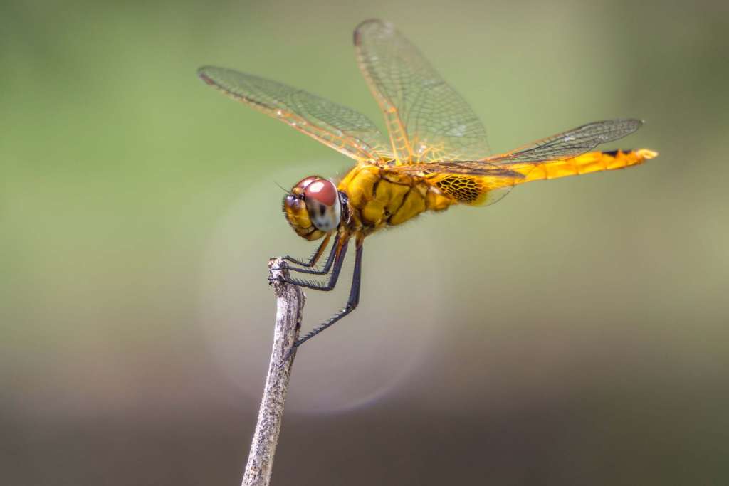 Dragonflies