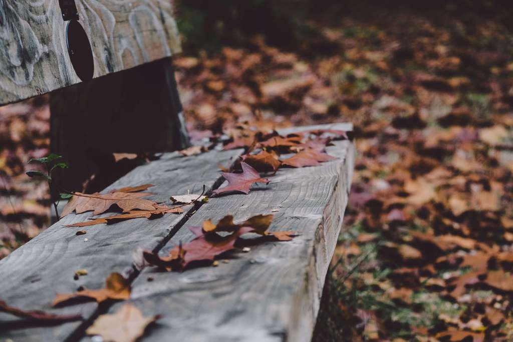 Fallen leaves