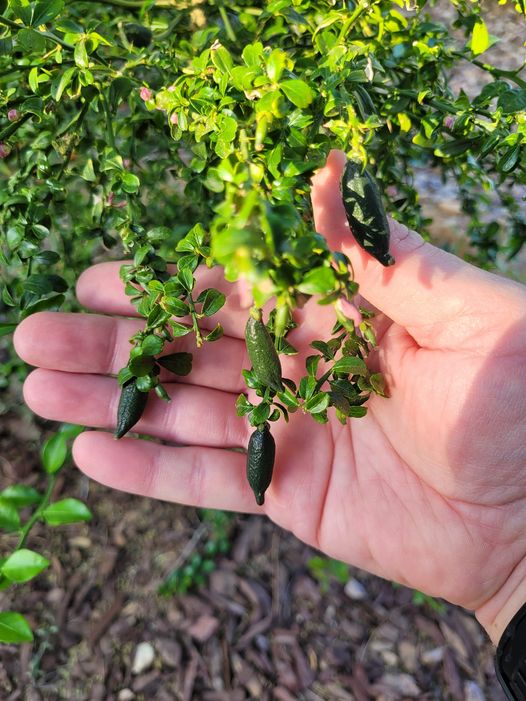 How to grow caviar limes