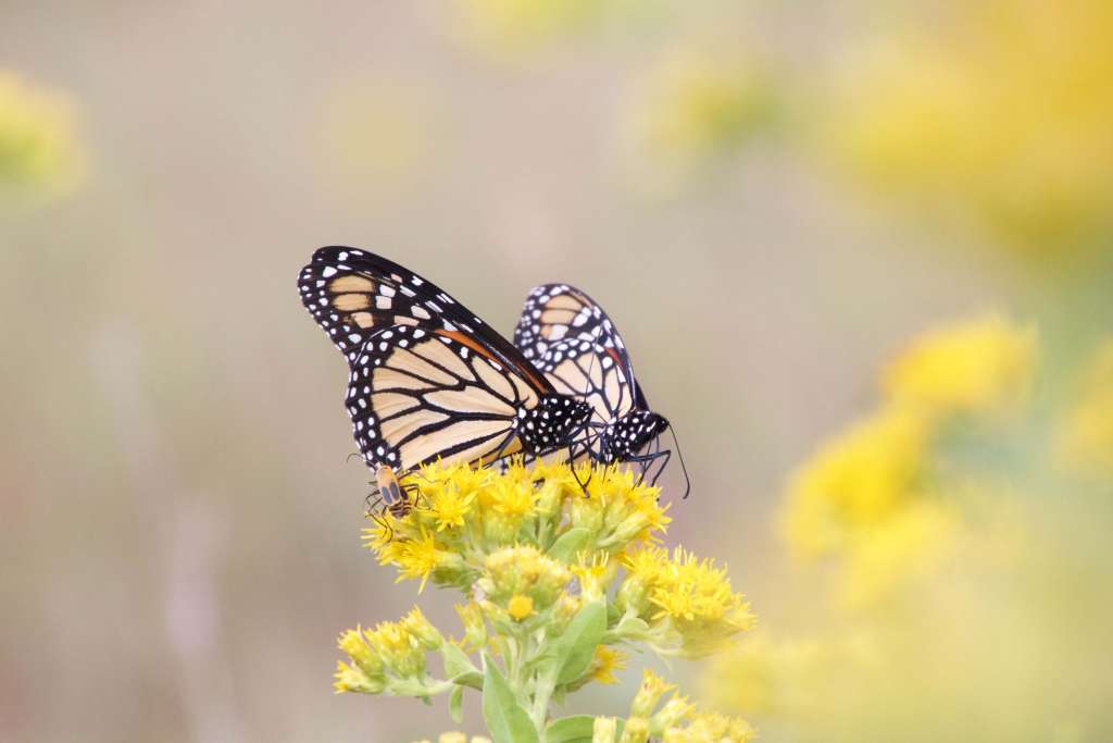 Goldenrod 