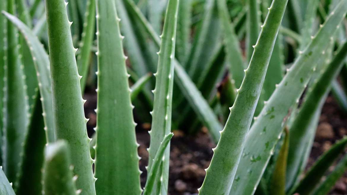 Growing Aloe Vera: How to Plant, Grow, and Harvest Aloe Vera