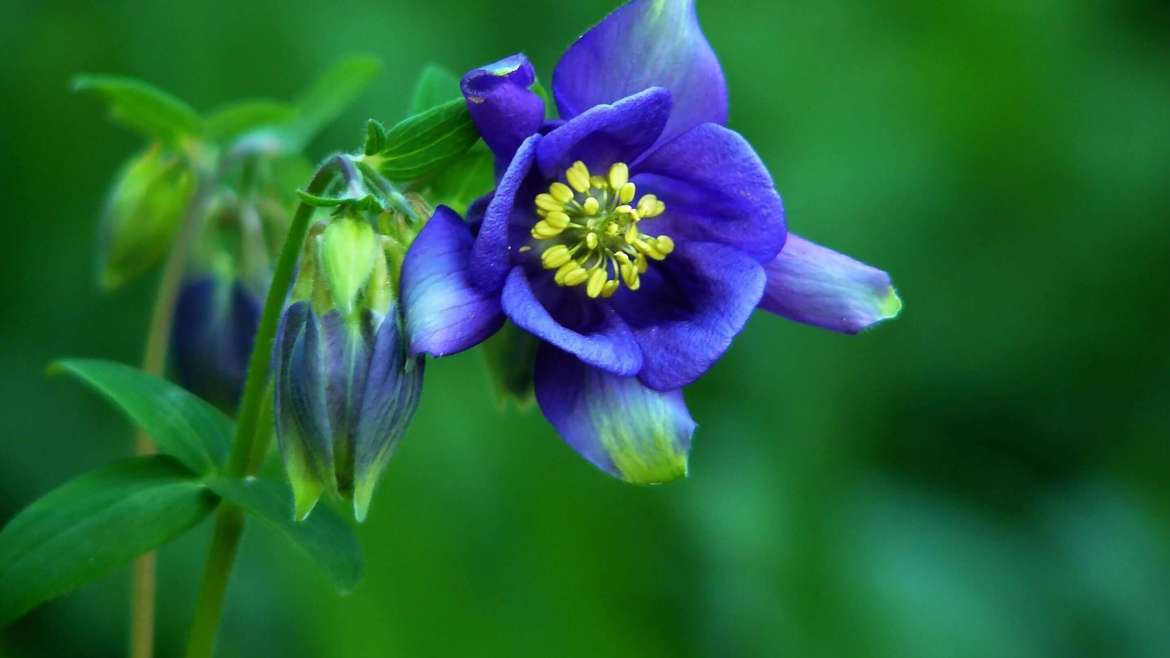 Growing Aquilegias: How to Plant, Grow, and Care for Columbines