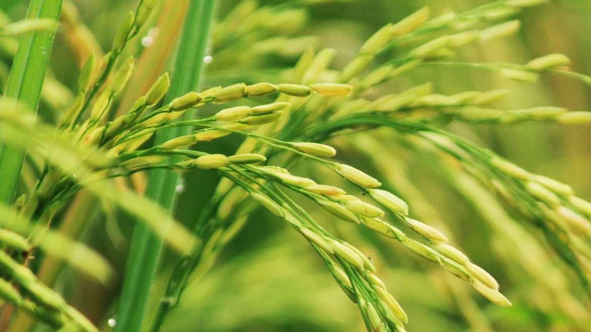 Growing Barley: How to Plant, Grow, and Harvest Barley