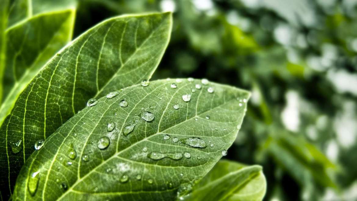 Easy Basil Growing Guide: From Planting Seeds to Harvesting