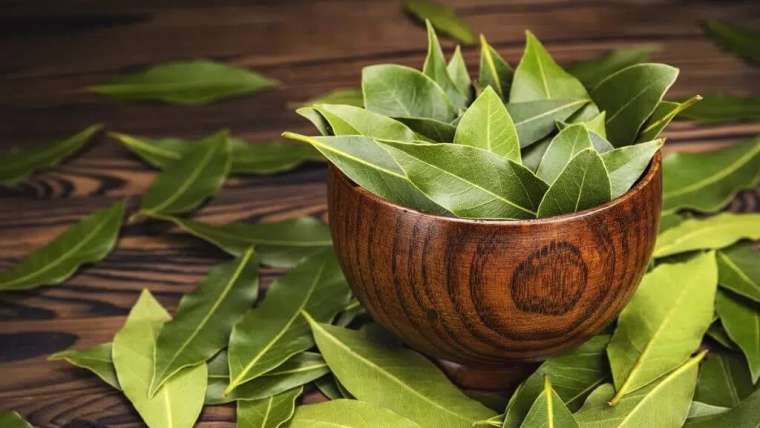 Growing Bay Leaf: How to Plant and Grow Bay Leaf
