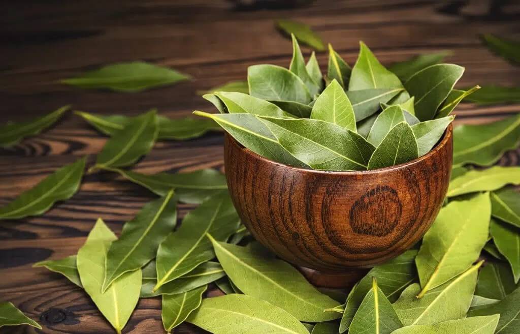 Growing Bay Leaf: How to Plant and Grow Bay Leaf
